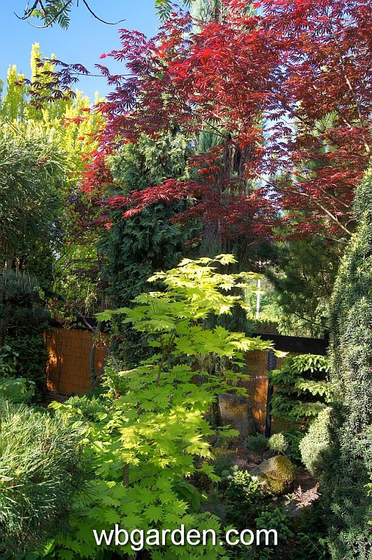 wbgarden spring 5.JPG